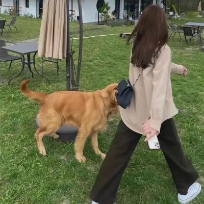 小犬子